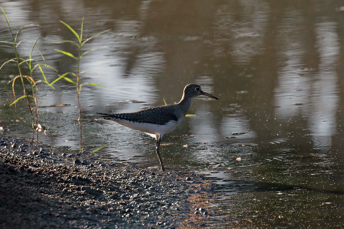 Solitary Sandpiper